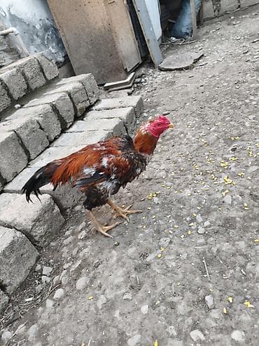 kənd toyuqlarının satışı: Heyratı xoruz döyüş xoruzudur heç bir yenilgisi yoxdur biri 2 yaş — 4