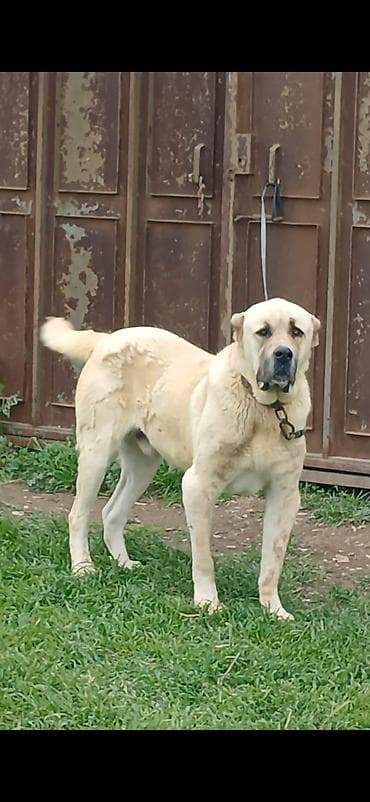 i̇tlər: Qurdbasar, 2 il, Erkek, Peyvəndli, Ödənişli çatdırılma — 8