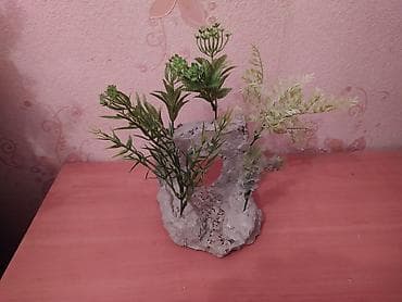 suda yaşayan heyvanlar: Akvarium dekorları — 2