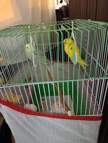 qefesder: Məhsul: Dalmatın (buldurcuq/papağan) cütü və qəfəs dəsti Təsvir: - — 2