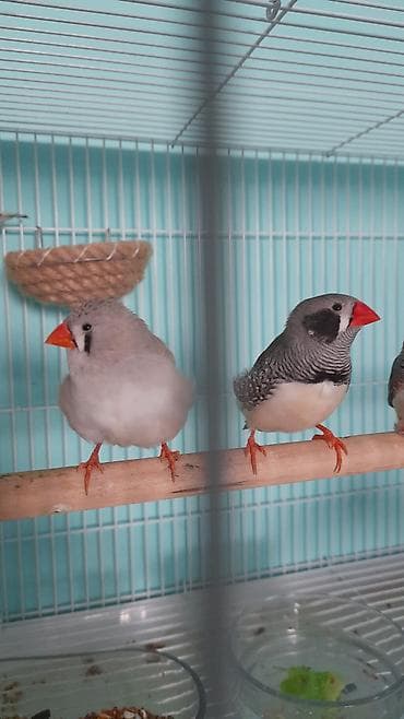 2 ədəd Amadin + qəfəs(təzə ) = 40 azn . Əlaqə nömrəsi : 0513757473