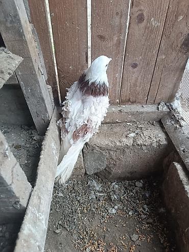 danışan tutuquşu satışı: Frillback (bükülü tüklü) göyərçinlər – dekorativ cins - Rəng: ağ və — 5