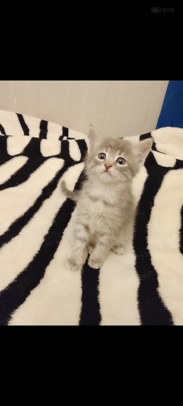 anqor pişiyi: Yaxşı əllərə — 1