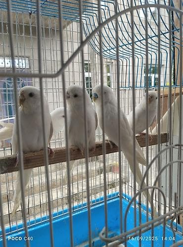 Tamamilə sari rəngdə olan sevimli tutuquşu qirmizi göz qiymet birine