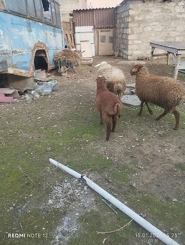 Qoyun və quzu satılır - Növ: yerli qoyun (ağ yunlu ana) və yanında