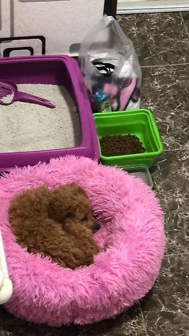 xasqi itleri: Pudel, 3 ay, Dişi, Peyvəndli, Ünvandan götürmə — 3