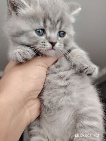 şotland pisik: Şotland, Erkək — 9