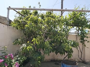 bileceride heyet evi: Həyətyanı sahəsi olan fərdi yaşayış evi - Geniş, işıqlı otaqlar: ayrı — 7