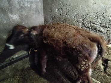 Tavalar: Satılır: 2 baş balalıq buzaq - Növ: qarışıq cins (qara-ağ alnı ağ — 5