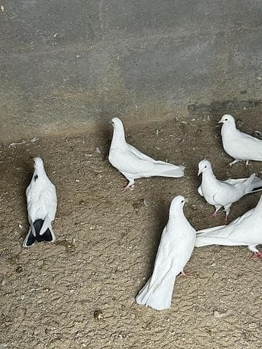 Məhsul: Ağ göyərçinlər (bəzi fərdlərdə quyruq və qanadlarda qara