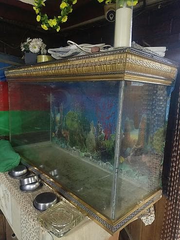 akvariumlar: Salam. Akvarium satılır. Uzunluğu 1 metr, hund. 0.70 — 6