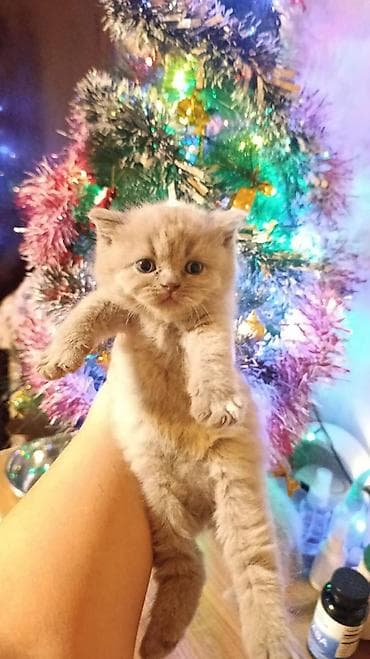 pisik sekilleri: Britan — 2