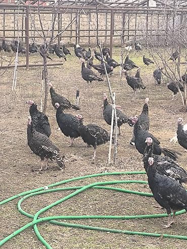 Gəmiricilər: Dişi, Amerika, Ətlik — 2