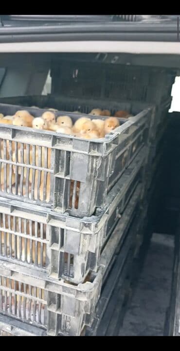 ağ qara pişik: Toyuq cücələri, Damazlıq — 4