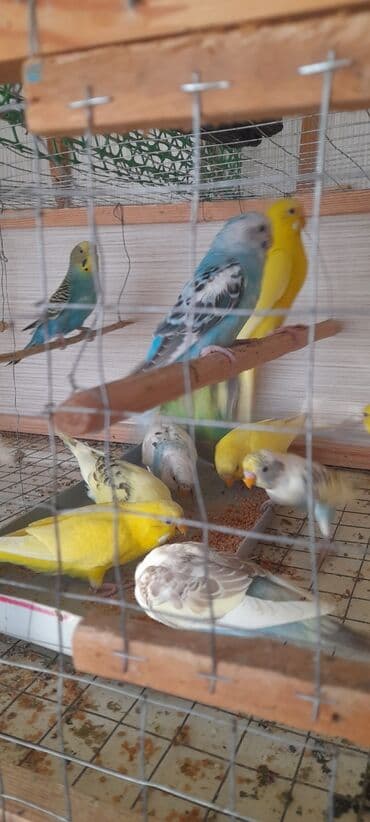 купить аквариум в баку: Topdan 10 manat qiymət sondu — 8