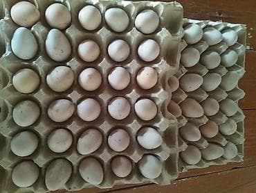 Ağ firəng sesar quşlarının mayalı yumurtaları satılır