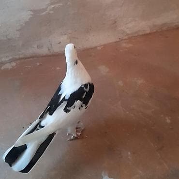 goyercin satisi 2019: Tutulma maya — 1