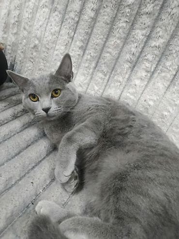 azəri pişik adları: Britan, Dişi — 2