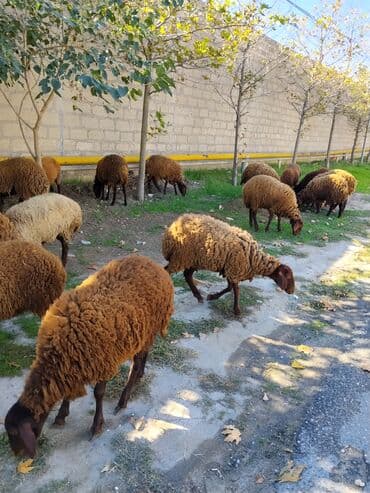 qala sortu: Quzu, Dişi, Qala, ay: 1, 30 kq, Damazlıq, Ünvandan götürmə — 4
