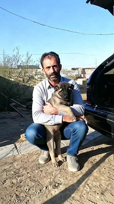 it sekilleri balaca: Kanqal, 2 ay, Erkek, Peyvəndli, Ödənişli çatdırılma — 4