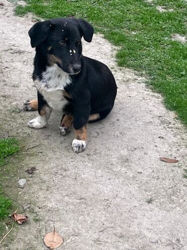 ən gözəl it adları: 1 ay — 3