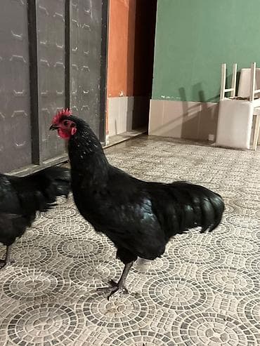 turac quşu qiyməti: Qara rəngli damazlıq xoruz Avstralop - Tam qara lələk örtüyü — 1