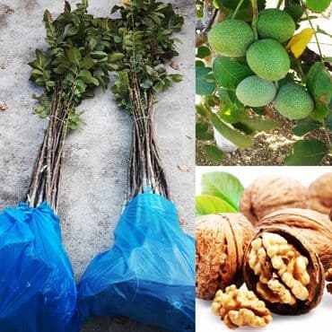 green pharma baku: Məhsul: Şəxsi tingçilik təsərrüfatında yetişdirilən meyvə tingləri — 14