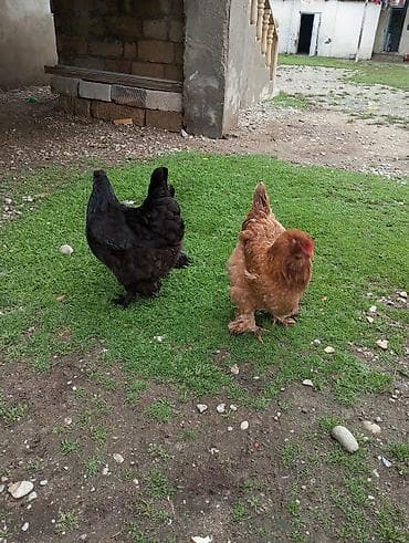 Toyuq, Brama, Yumurtalıq