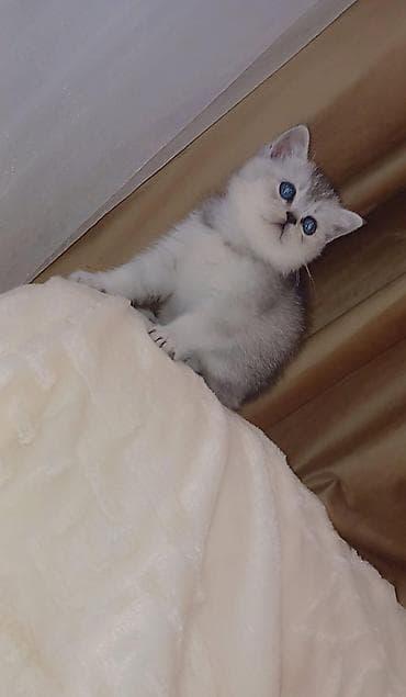 ana bala inək: Britan, Yaxşı əllərə — 7