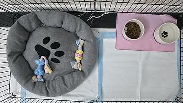 Птицы: Maltipu satılır 🐶 2 aylıq baladır.İt dişidir. baby face Peyvəndi var — 2