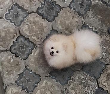 Şpitz, 1 il, Erkek, Sənədli, Ünvandan götürmə lalafo.az -da Şpitz, 1 il, Erkek, Sənədli, Ünvandan götürmə