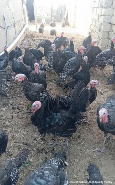 hinduşka yumurta: Erkək, Ətlik, Ünvandan götürmə — 1