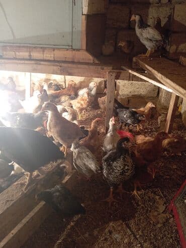 Volkswagen: Куриные цыплята, Для разведения — 9