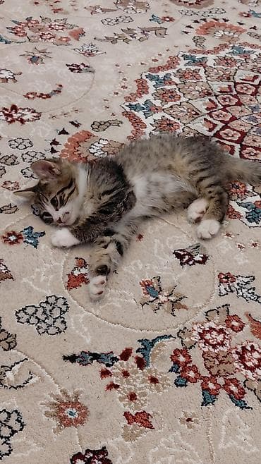 siam pisiyi: Erkək, Ünvandan götürmə — 8