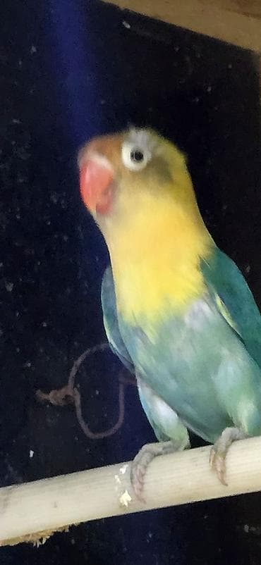 tutuqus: Fiser 6-7 ayliq olar aktiv saglam quwdi. mayaya oxwiyir — 3