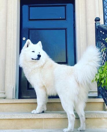 Pişiklər: Samoyed — 9