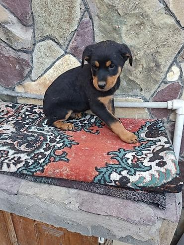 itlerin sekisi: Rotveyler, 2 ay — 7