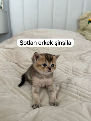 pişik sortlari: Шиншилла, Самка — 2