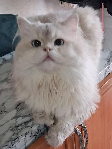 mal satisi: Şinşilla, Erkək, Yaxşı əllərə, Ödənişli çatdırılma, Ünvandan götürmə — 4