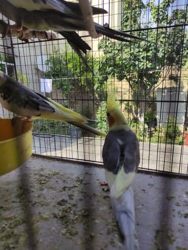 Tam sağlam tutuquşlari sultan quşu evde saxlanilir lalafo.az -da Tam sağlam tutuquşlari sultan quşu evde saxlanilir