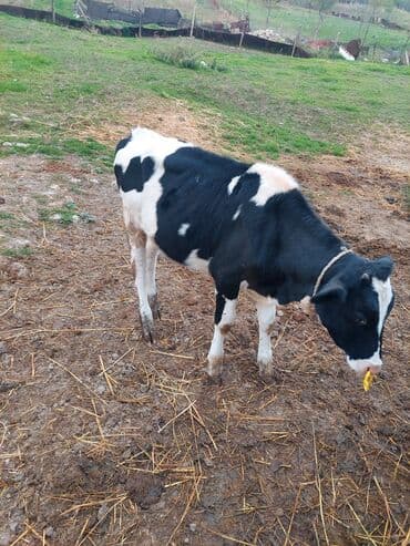 xacmazda satilan inekler: Salam aprel ayinin 23 olub temiz qan holsdeindi xaiw edirem real — 2