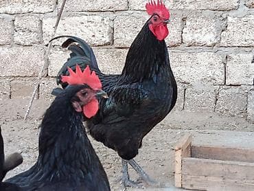 Məhsul:Alman sortu olan australorp cins 1 il 1 aylıq xoruzlar — 4