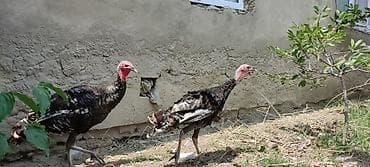 Hinduşkalar: Məhsul: Hind quşları (hind toyuqları) Təsvir: - Şəkillərdə açıq — 4
