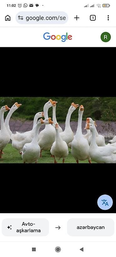 Qaz Hundişqa sürü halda satılır .200 ədəd qaz 200 ədəd hundişqa