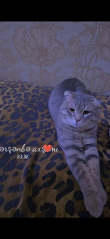 ev pisiyi: Şotland yastı qulaq — 2