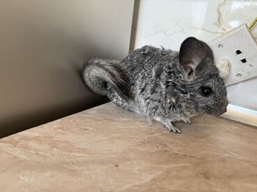 купить британская шиншилла: Çinçilla – boz-mərmər rəngli, yumşaq və sıx xəzli, iri qulaqlı və uzun — 7