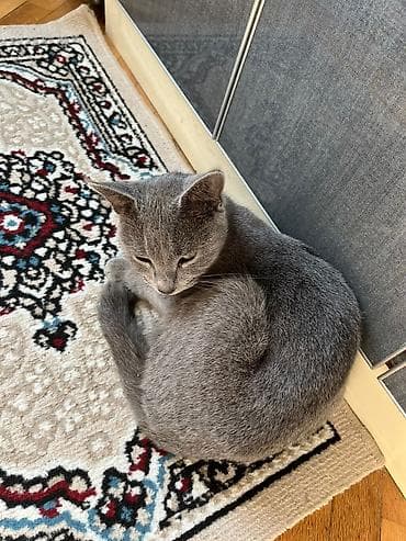 teddi ayı haqqında məlumat: Britan, Dişi, Yaxşı əllərə — 3