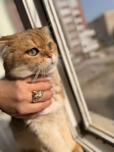 Gəmiricilər: Britan Şotland Fold pişiyi – qızılı (golden shaded) rəng - Cins — 7