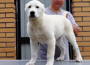 Akvariumlar: Алабай (Alabay) Племенной питомник предлагает щенков среднеазиатской — 7