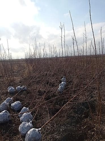 gul ekmek ucun torpaq: Meyvə ağacı tingləri – açıq kök/top torpaqla • Növlər: müxtəlif meyvə — 2